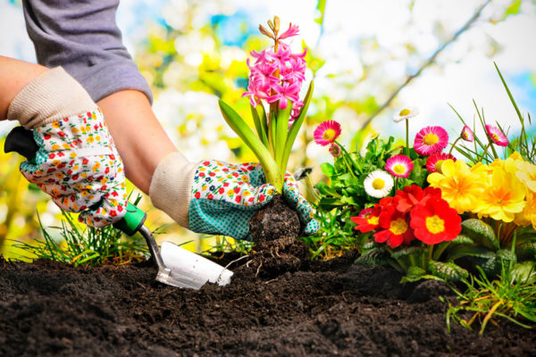 Giardinaggio: piantare fiori in giardino